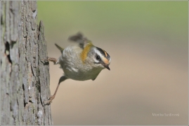 <p>KRÁLÍČEK OBECNÝ (Regulus regulus) /Firecrest - Sommergoldhähnchen/</p>